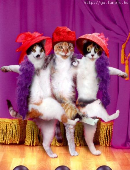 Chat alors !